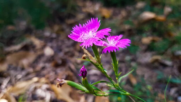 Photo des fleurs dans la forêt le soir