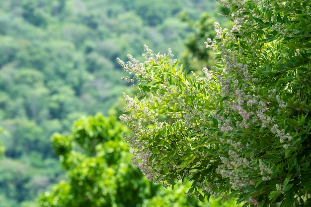 Fleurs dans la forêt