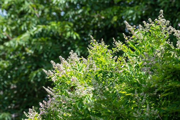 Fleurs dans la forêt