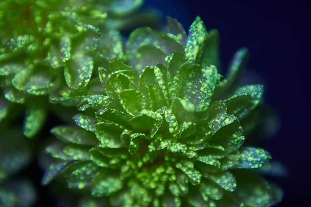 Les fleurs dans les gouttes de peinture brillent dans la lumière ultraviolette