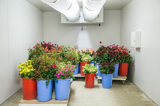 Fleurs dans la grande chambre froide