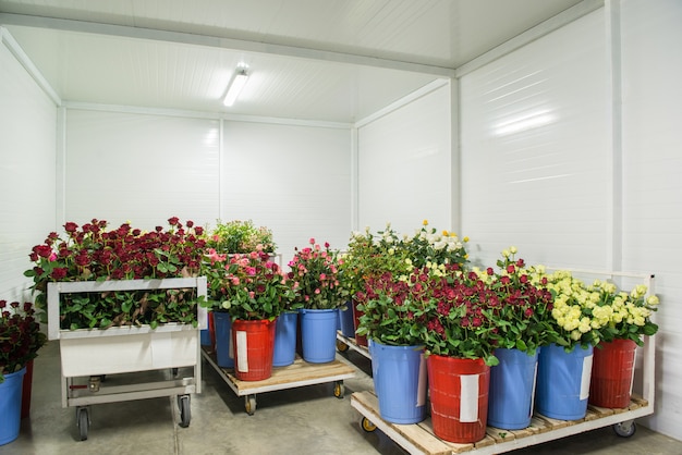 Fleurs dans la grande chambre froide