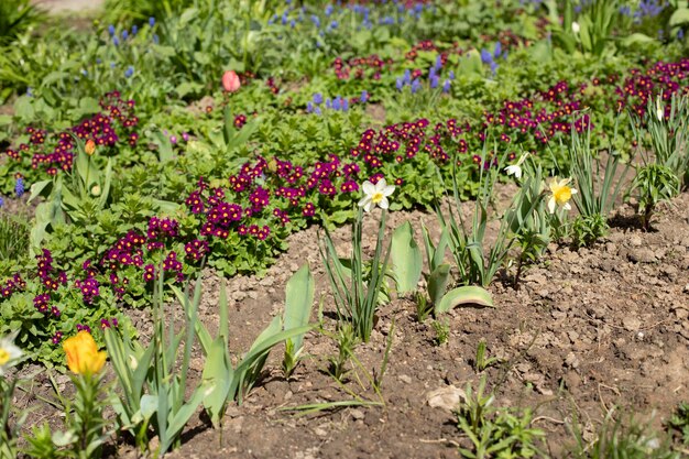 Fleurs dans le jardin au printemps plantes en croissance dans le sol creusé avec de jeunes fleurs