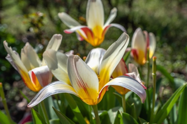 Fleurs dans le jardin botanique d'Odessa Ukraine