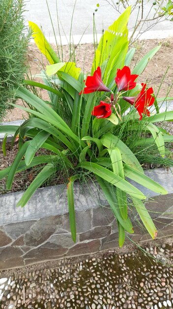 Fleurs dans un jardin faisant partie d'une grande jardinière.