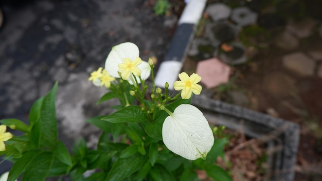 Photo fleurs dans le jardin de l'hôtel