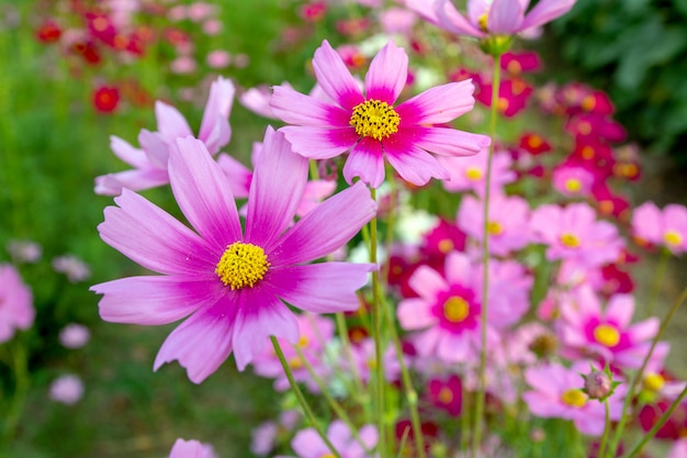 Fleurs dans le jardin