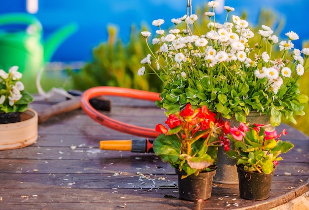 Les fleurs dans le jardin