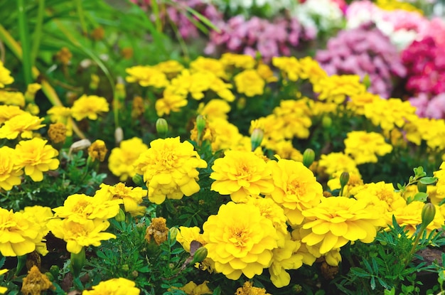 Fleurs dans le jardin