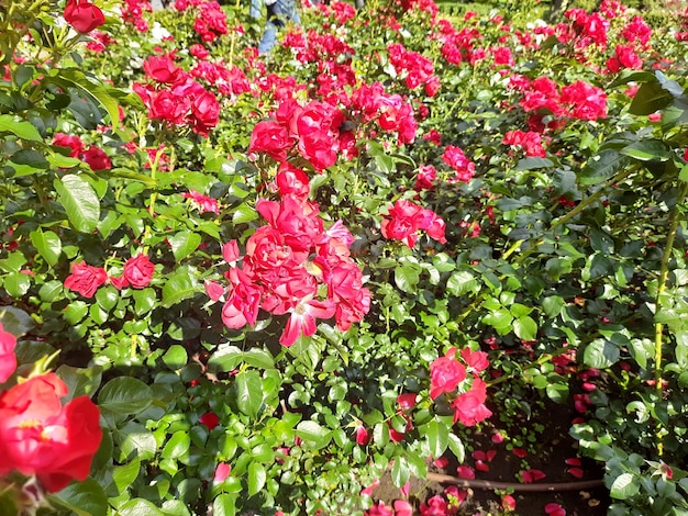 Photo fleurs dans le jardin