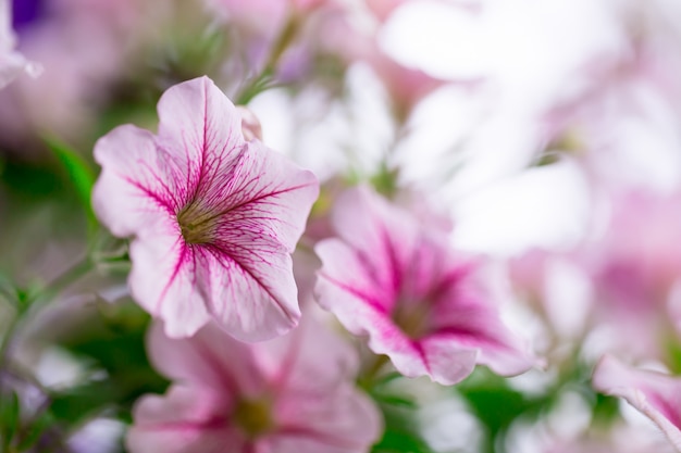 Fleurs dans le jardin