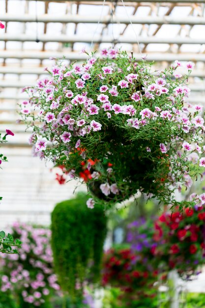 Fleurs dans le jardin