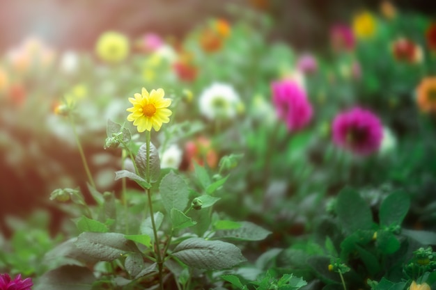 Fleurs dans le jardin