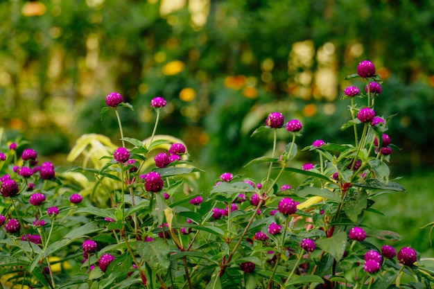 fleurs dans le jardin