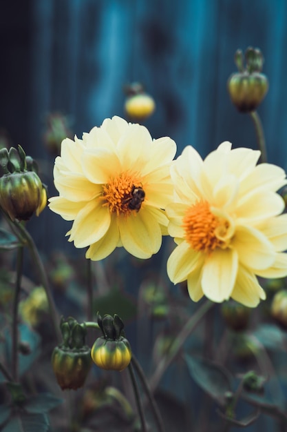 Fleurs dans le jardin.