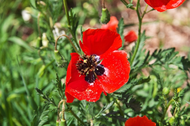 Fleurs dans le monastère de Noravank dans les montagnes du Caucase, Arménie