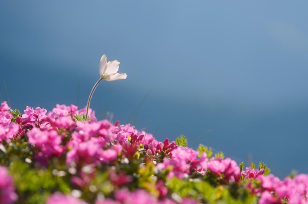 Fleurs dans les montagnes