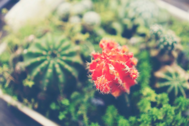 Fleurs dans la nature avec la lumière du soleil, image filtre vintage