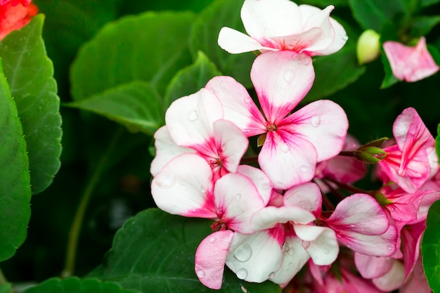 Fleurs dans la nature.