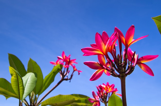 fleurs dans la nature