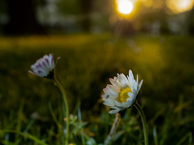 Fleurs dans le parc au coucher du soleil