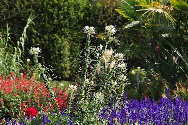 Fleurs dans le parc de Potsdam, Allemagne