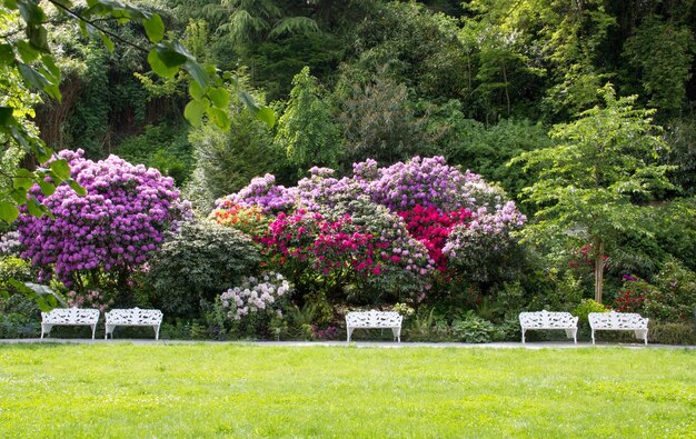 Photo des fleurs dans le parc