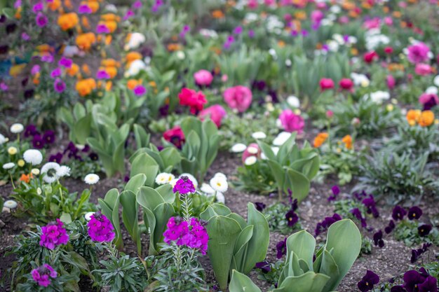 Fleurs dans un parterre de fleurs dans le parc