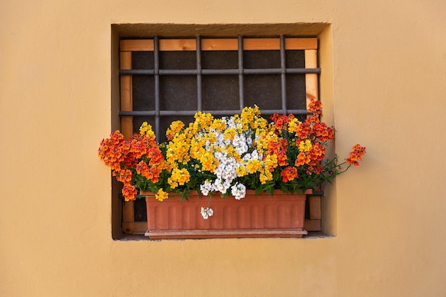 Fleurs dans un pot sur le rebord de la fenêtre