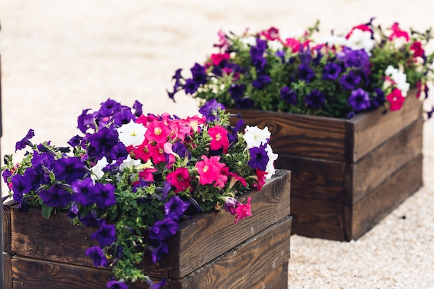 Fleurs dans des pots en bois.