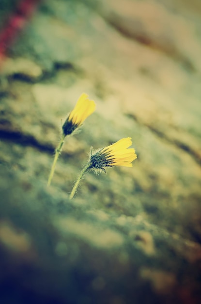 Fleurs dans la roche