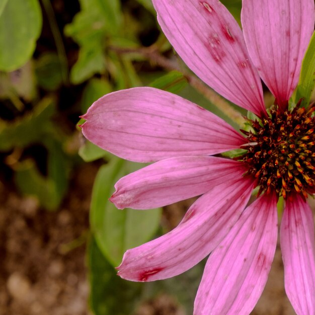 Fleurs dans la rue. Art conceptuel amoureux de la nature