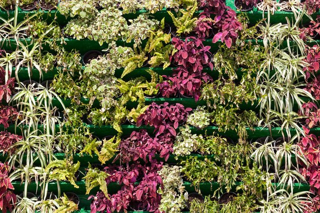 Fleurs dans la rue de la ville pour la décoration en été