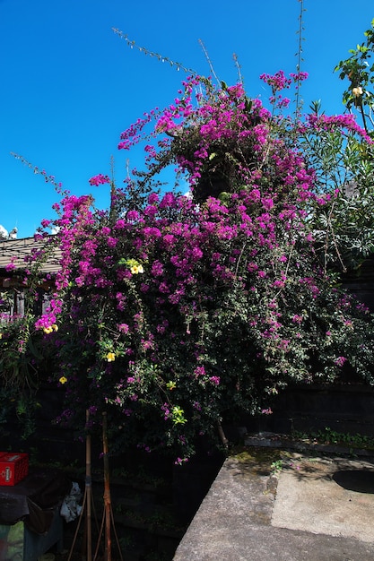 Fleurs dans le temple Pura Besakih sur l'île de Bali, Indonésie