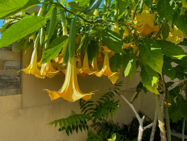 Photo des fleurs de datura stramonium par une journée ensoleillée