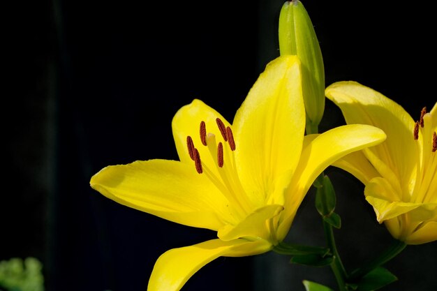 Les fleurs décoratives d'été fleurissent