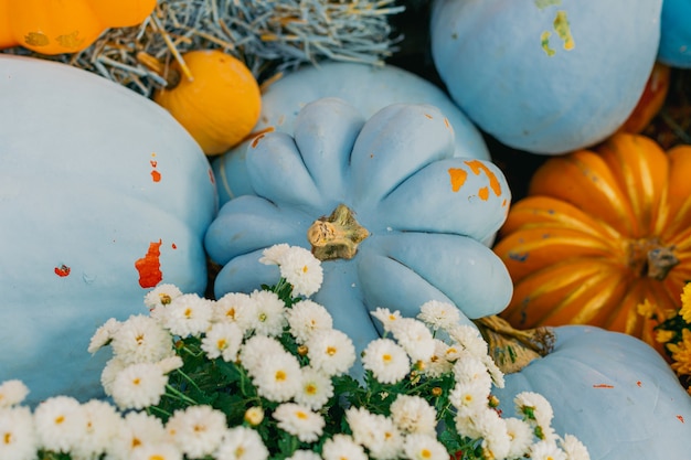 Fleurs décoratives d'extérieur de citrouilles oranges et bleues et décor extérieur d'Halloween