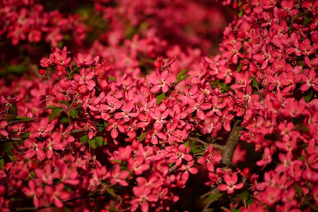 Fleurs décoratives de pommier rouge fleurissant au printemps, fond floral