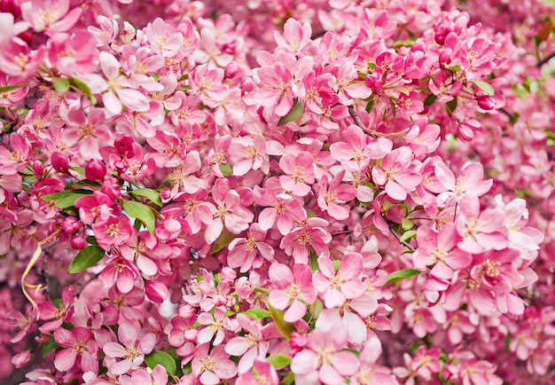 Fleurs décoratives de pommier rouge fleurissant au printemps