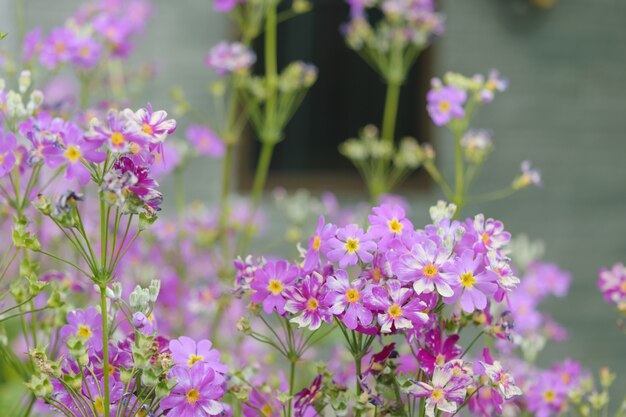 Fleurs en dehors de la fenêtre de ma maison fleurissent