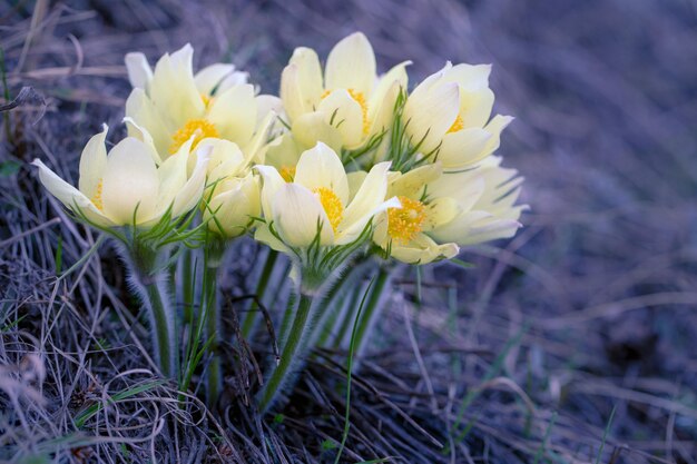 Fleurs délicates Anemone pulsatilla au printemps