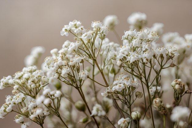 Les fleurs délicates du souffle des bébés blancs