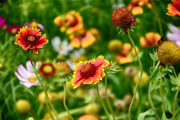 des fleurs délicates en fleurs dans un jardin vert d'été