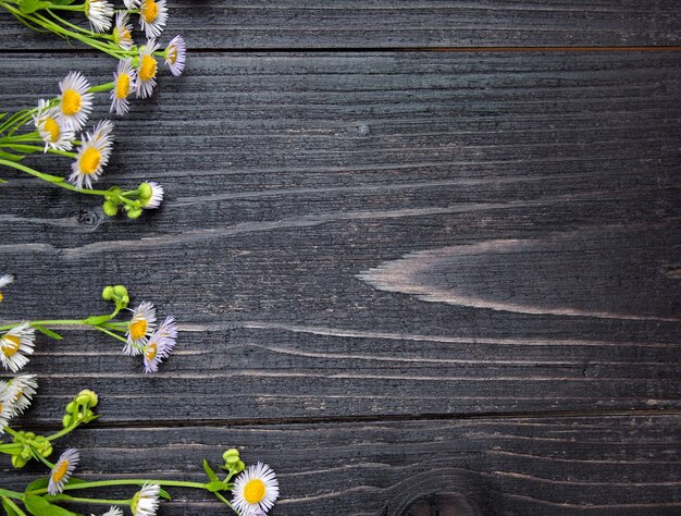 Photo des fleurs délicates sur un fond en bois sombre copient l'espace