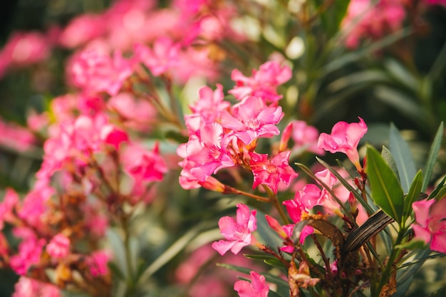 Fleurs délicates de laurier rose Nerium oleander fleuri en été arbuste petit arbre plante de jardin beau fond naturel