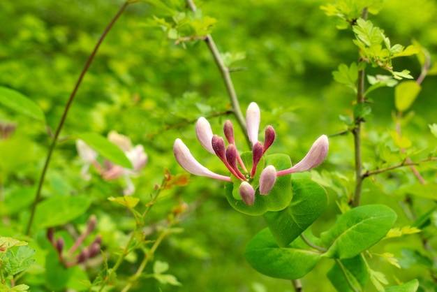 Fleurs délicates Lonicera caprifolium fleurit