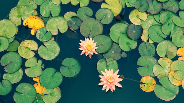 Fleurs délicates lumineuses nénuphars parmi les feuilles vertes sur l'eau