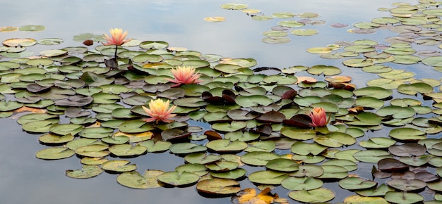 Fleurs délicates lumineuses nénuphars parmi les feuilles vertes sur l'eau