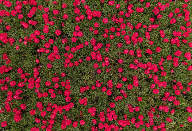 Fleurs de Dianthus caryophyllus