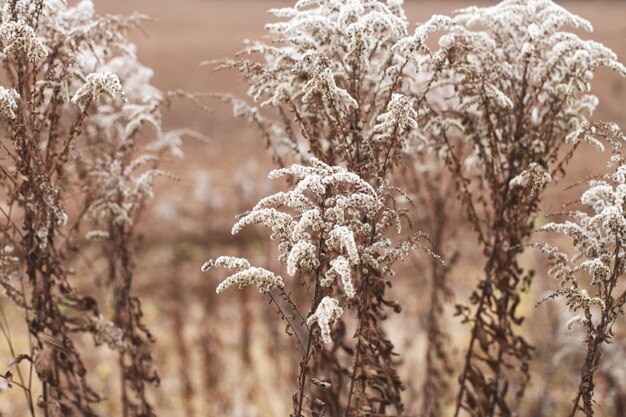 Fleurs douces sèches dans le champ sur fond beige